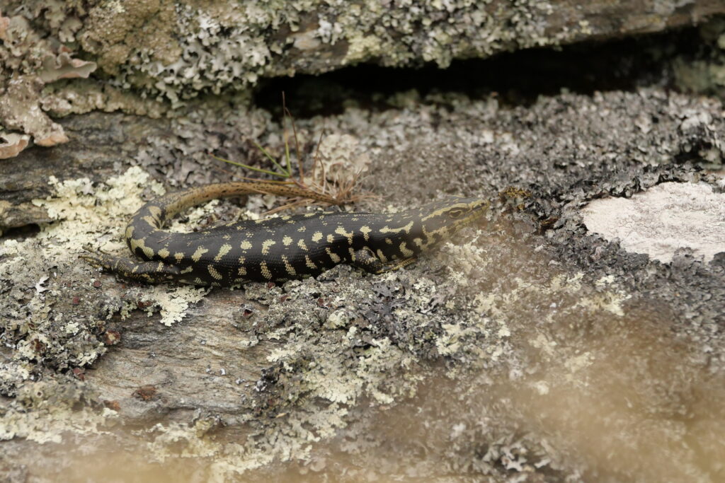 Mokomoko / South Island Sink